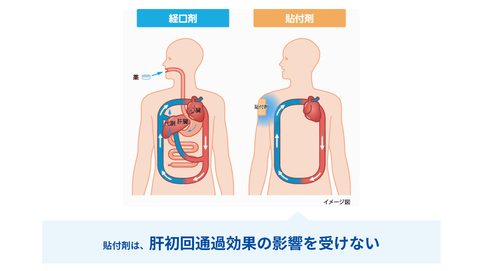 全身製剤の薬物代謝経路